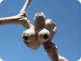 Broome mangrove gall 1