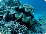 Giant Clam