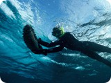 Sea Cucumber meets snorkeller