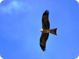 Birds at Birdsville (15)