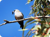 Birds at Birdsville (4)