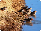 Birds Eyre Ck to K1 waterhole (4)