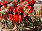 Birdsville camp and flowers (79)