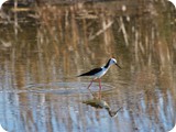 Pied Stilt (4)