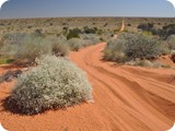 Site 5 to Site 4 Georgina Gidgee Interdunes (30)