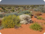 Site 8 to Site 7 Gypcrete Dunes (14)