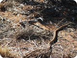 Western Brown Snake